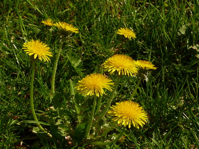 gelbe Schönheiten