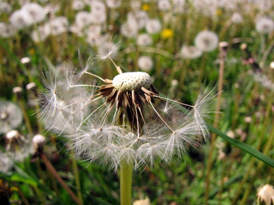 Pusteblume, nur noch die Hälfte