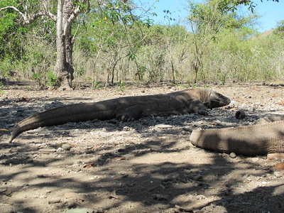 Komodo Warane auf Komodo