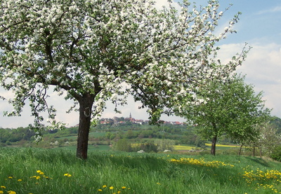 Obstbaum in Blüte dahinter Ruine Altenstein