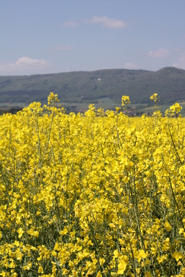 Rapsblüte am Meißner