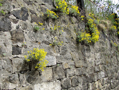 Natursteinmauer im Frühling