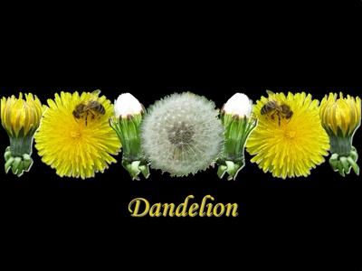 dandelion - schön und ungeliebt