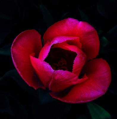 Tulpe bei Nacht