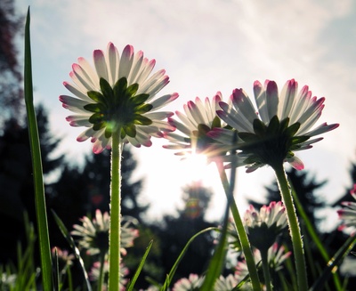 Gänseblümchen im Gegenlicht