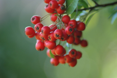 Red berry