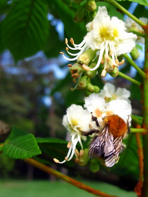 Hummel auf Kastanienblüte