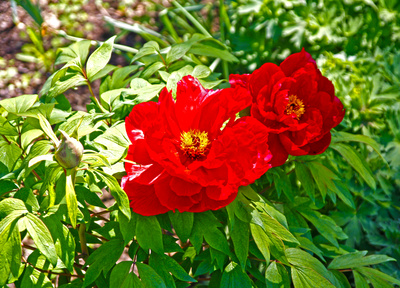 Rote Blume