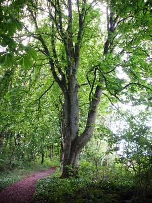 Am Neckarsteig im Odenwald