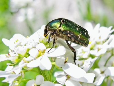 Käfers Frühlingsschmaus