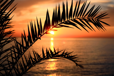 Abendlicht in Palmenblättern
