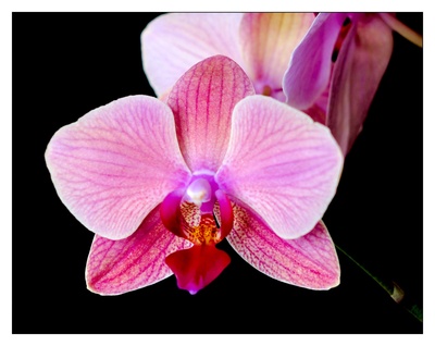 Eine Orchidee