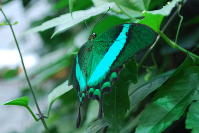 Neon Schwalbenschwanz - Papilio Palinurus