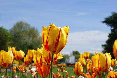 Frühling im Park