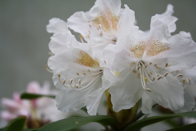 Rhododendron  Loder´s White