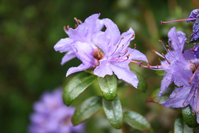 Rhododendron impeditum 'Blumiria'