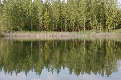 Spiegelung im Teich