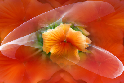 Blumiges in Orange