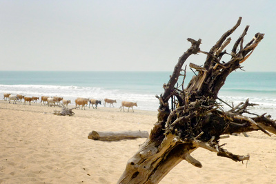 Kuh-Strandwanderung (Senegal, Abéné)