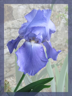 blaue Iris