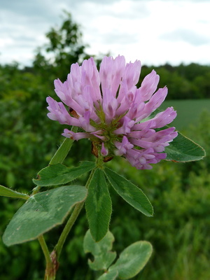 Wiesenklee