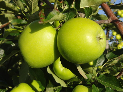 Zwei grüne Äpfel am Baum