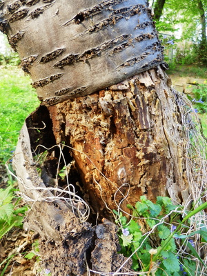 Biotop im Garten