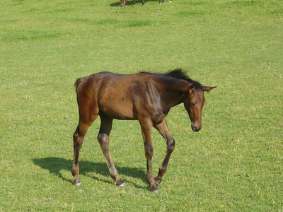 Pferd  im Sauerland