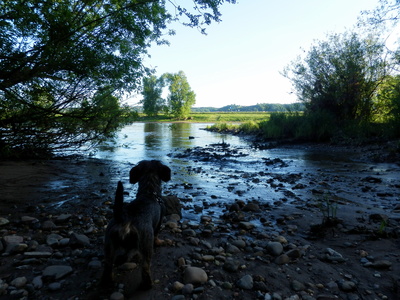 Elbbucht mit Hund am Abend