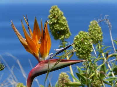 Madeiras Blumen 4