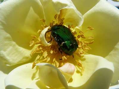 Käfer auf Rose