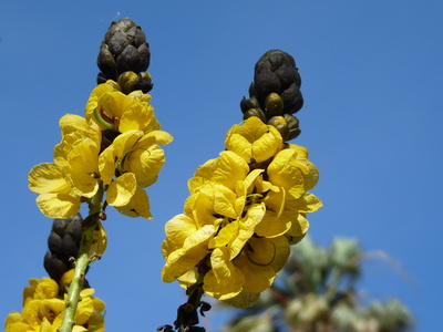 Madeiras Blumen 1
