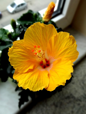 Hibiskus am Fenster