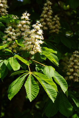 Kastanienblüte weiss