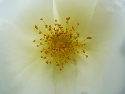 Makro Rosenblüte