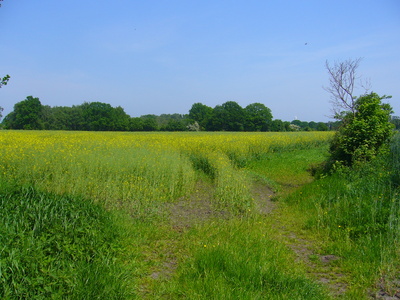 die Spuren im Raps