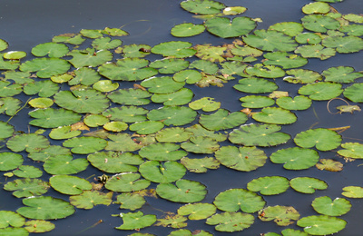 Wasserpflanzen