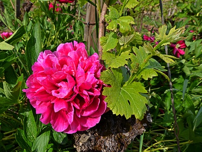 Weinbergblume