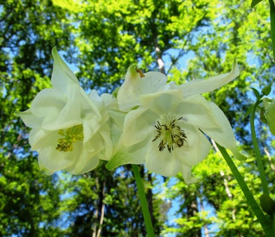 Zarte Blüten in weiß