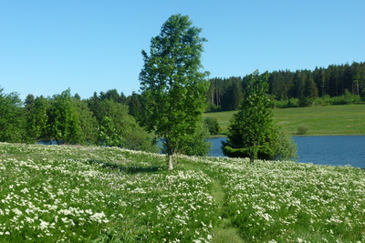 Wiesen im Harz