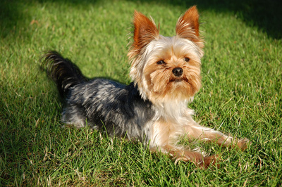 Yorkshire Terrier_01