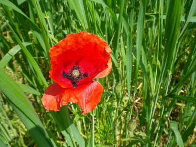 Mohnblume im Weizenfeld