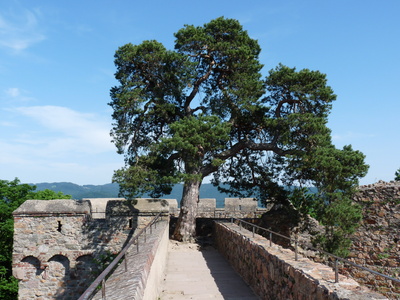 Mauer-Baum