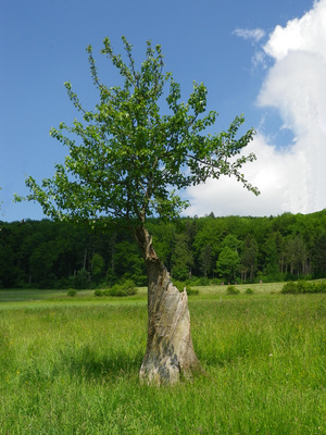 Er lebt noch - der Kirschbaum