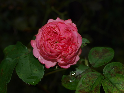 Rosen nach Regen