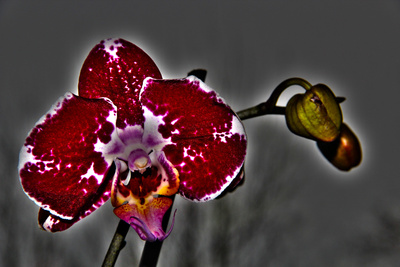 HDR - Orchidee