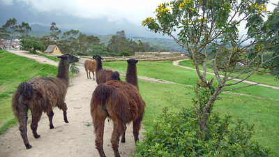 Lamas vor den Ruinen von Ingapirca