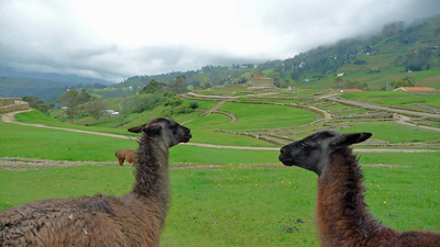 lamas vor den Ruinen von Ingapirca - Ecuador