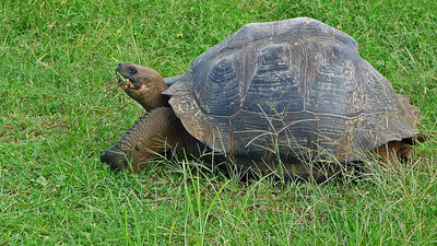 Eine Elefantenschildkröte bei der Mahlzeit
