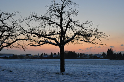 Apfelbaum im Winter am Abend